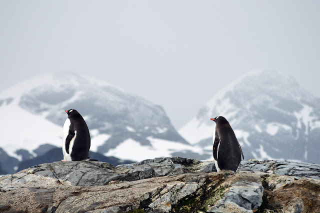 Interesting facts about the continent of Antarctica